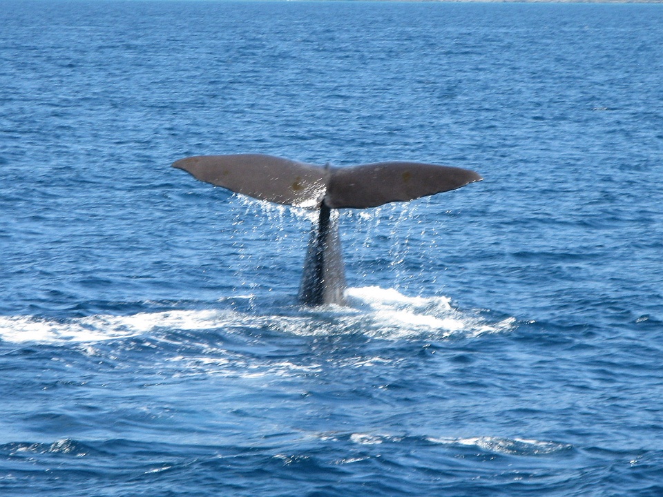 Whale Tail 2